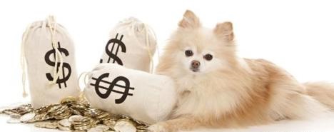 当宠物用品遇上跨境电商 蓝海市场的机遇与挑战